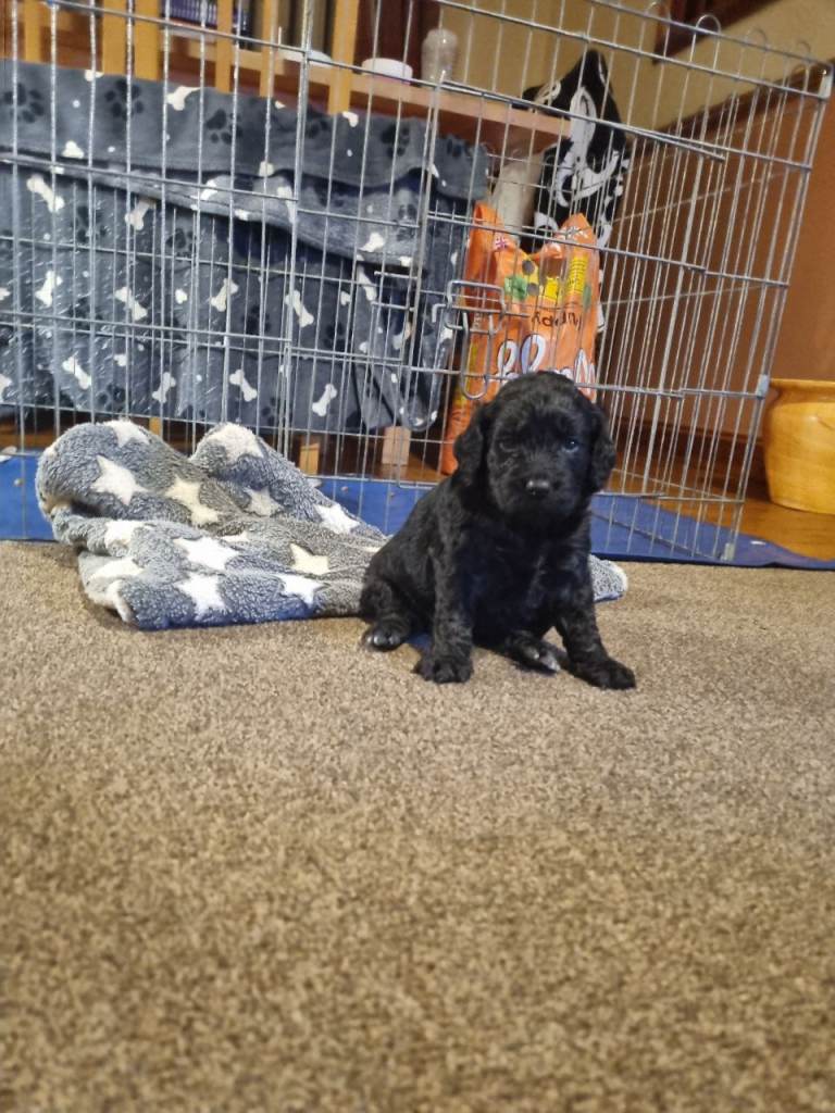 Cocker spaniel puppies 