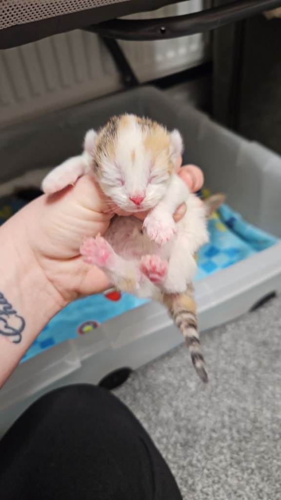 Beauitful female Kittens for sale 