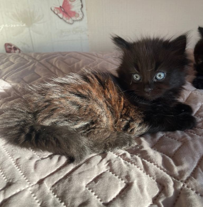 7 kittens need new home 