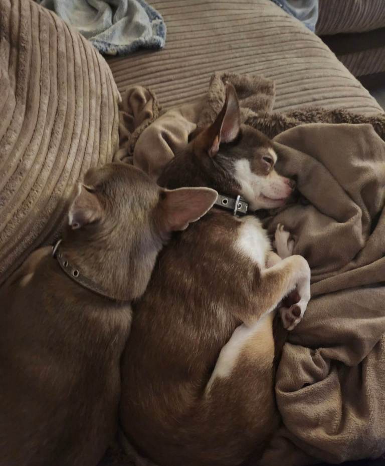 Chihuahua boys