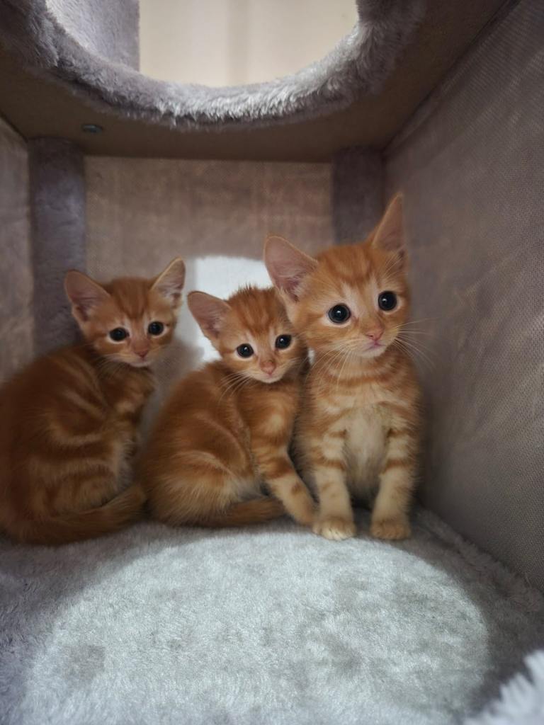 Male kittens 