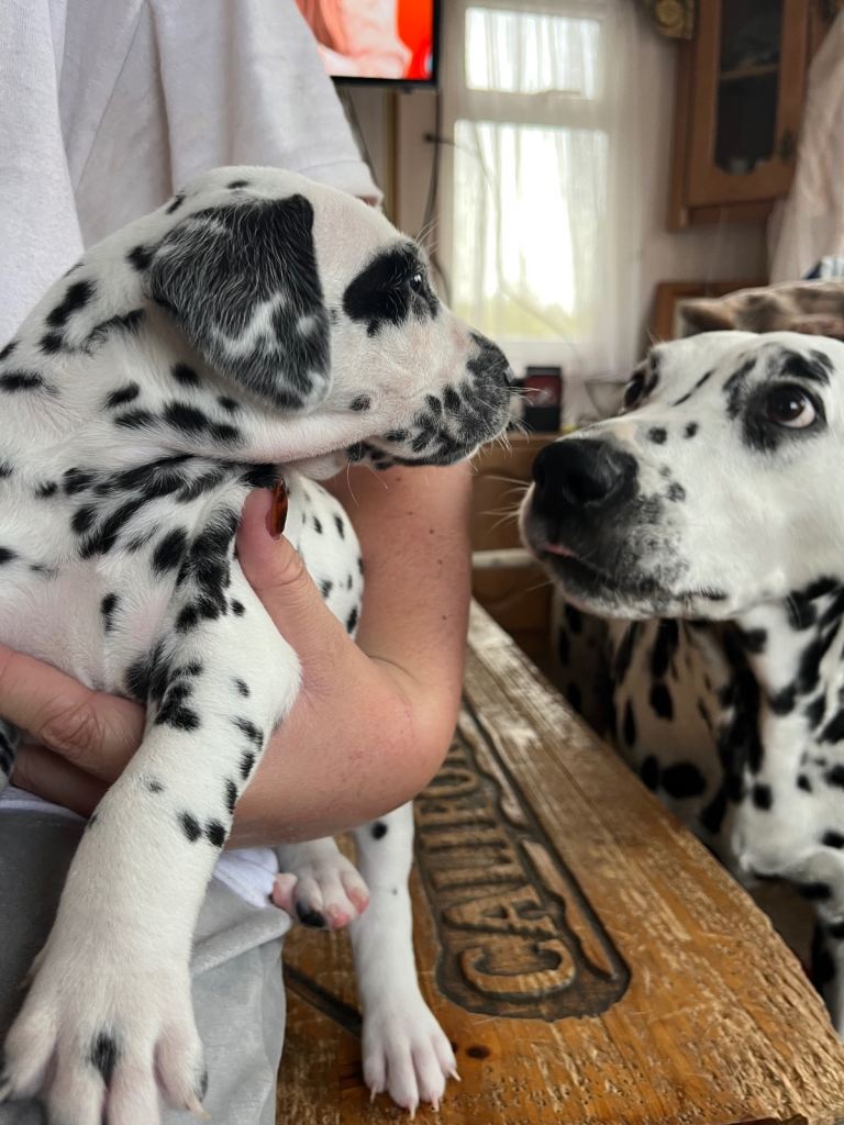 Stunning Dalmatian puppies KC reg show winners 