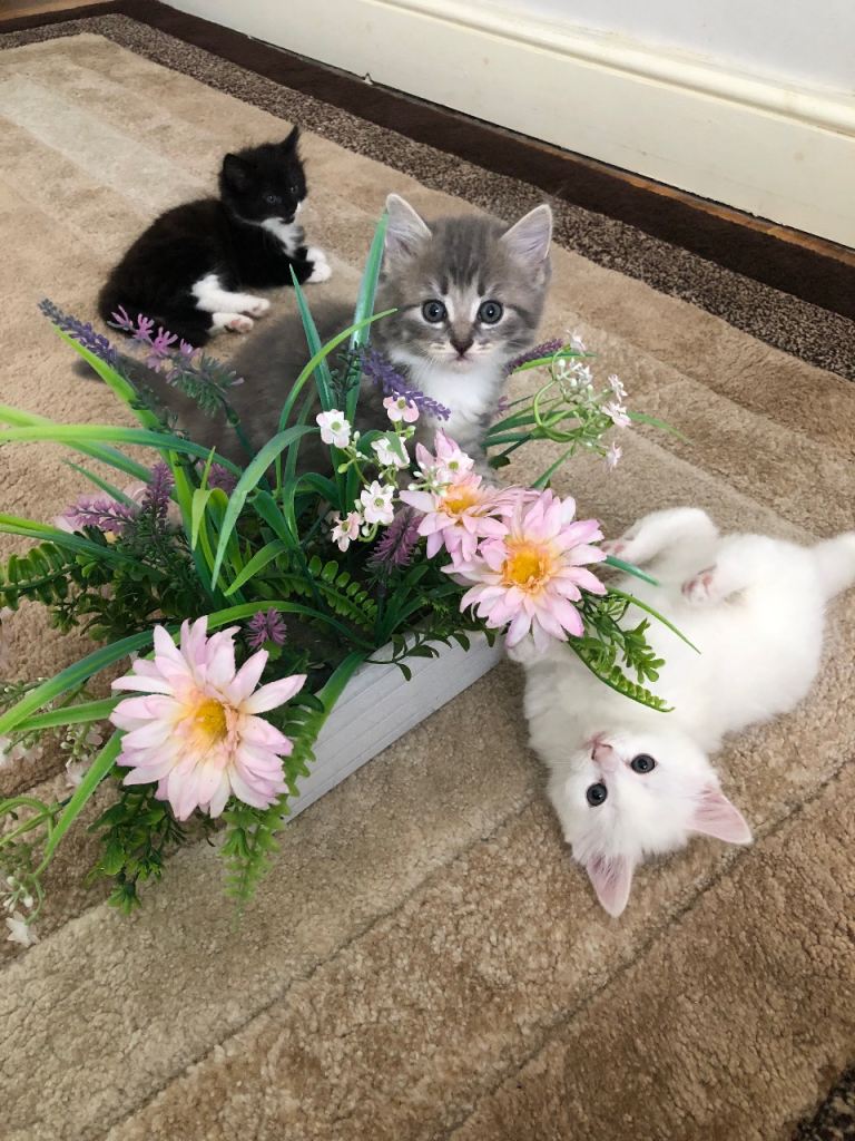 Fluffy Kittens Available! Very friendly and playful