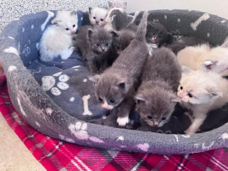 Beautiful kittens