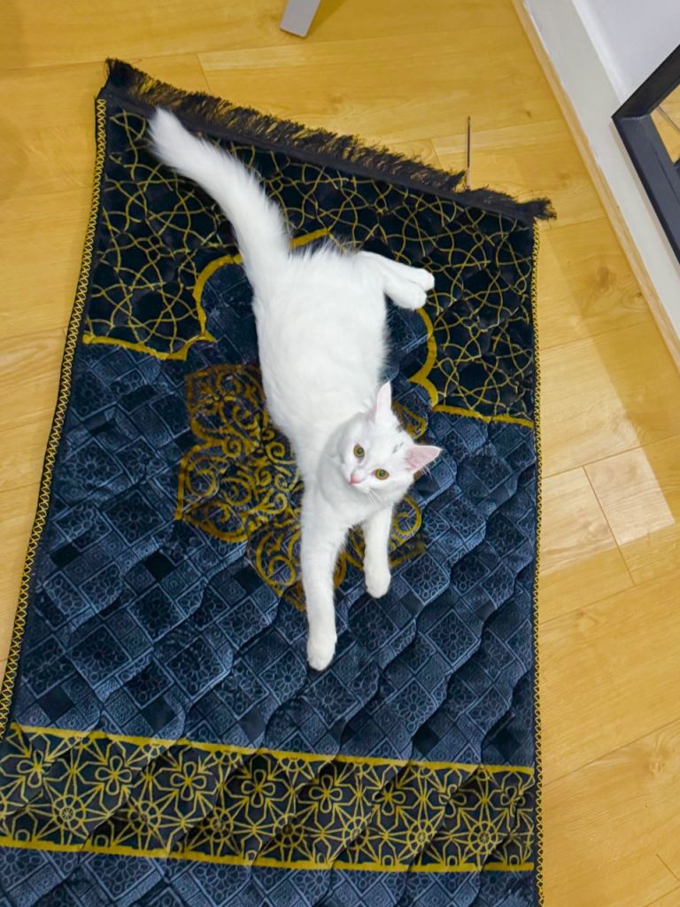 Turkish Russian mix cat male 