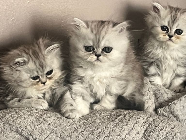 Pure Persian 