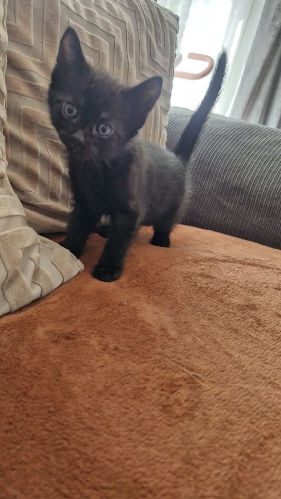 Domestic British short haired bengal kittens