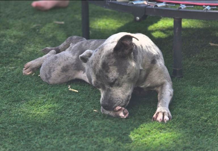 6 year old Staffordshire Bull Terrier girl 