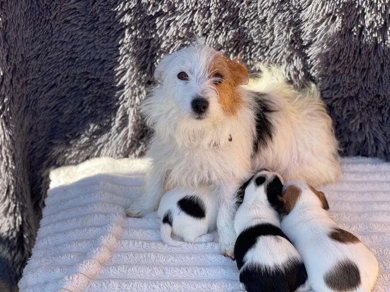 I have a beautiful literal puppies