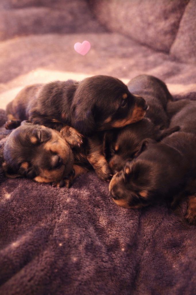 Mini dachshund puppies 