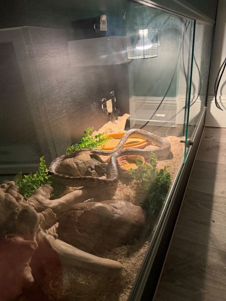 snake and vivarium