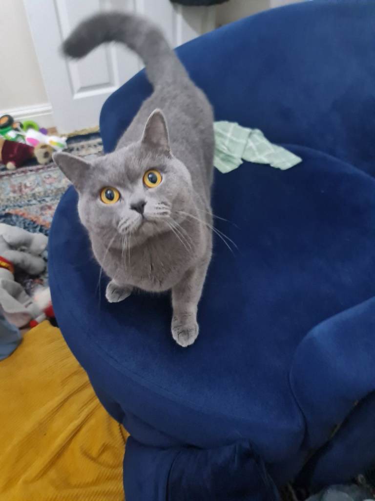 Lovely British short hair Cat