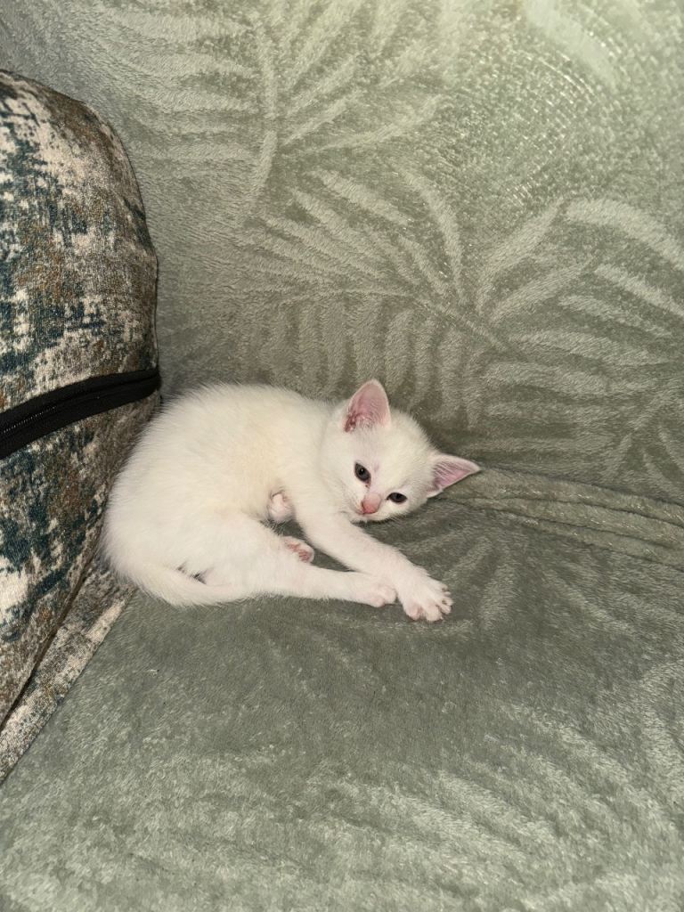 White green eyed female kitten for sale 