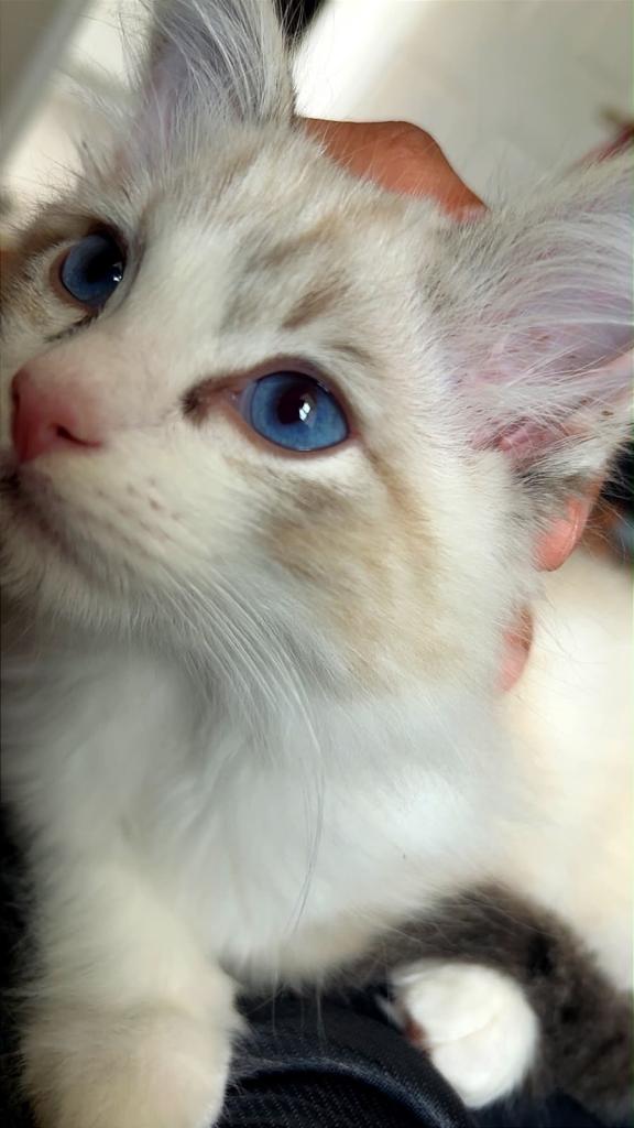 Ragdoll 