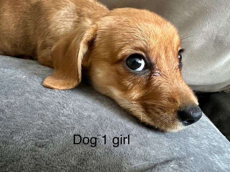 3 Cavajack puppies 10 weeks old