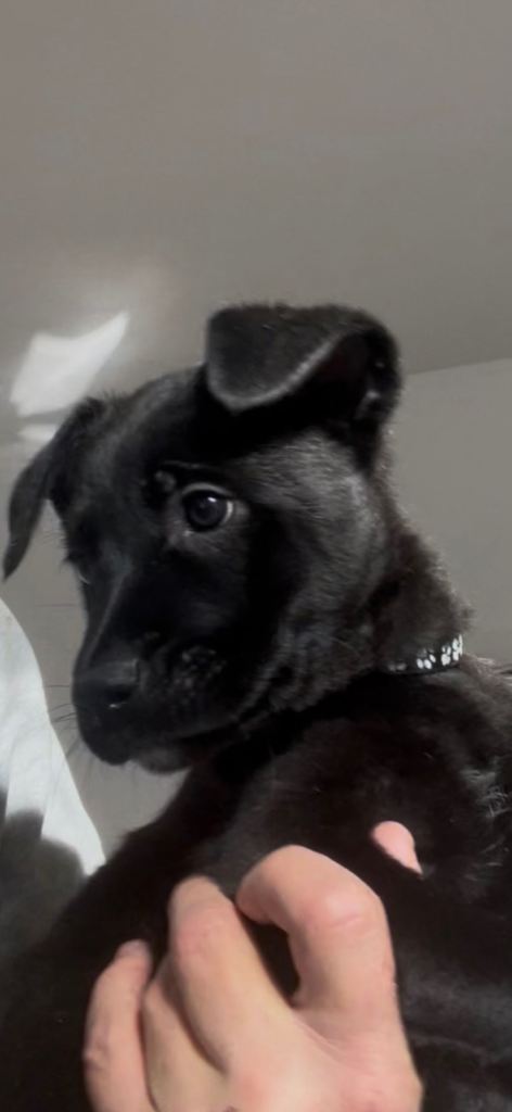 Lab cross pup for sale