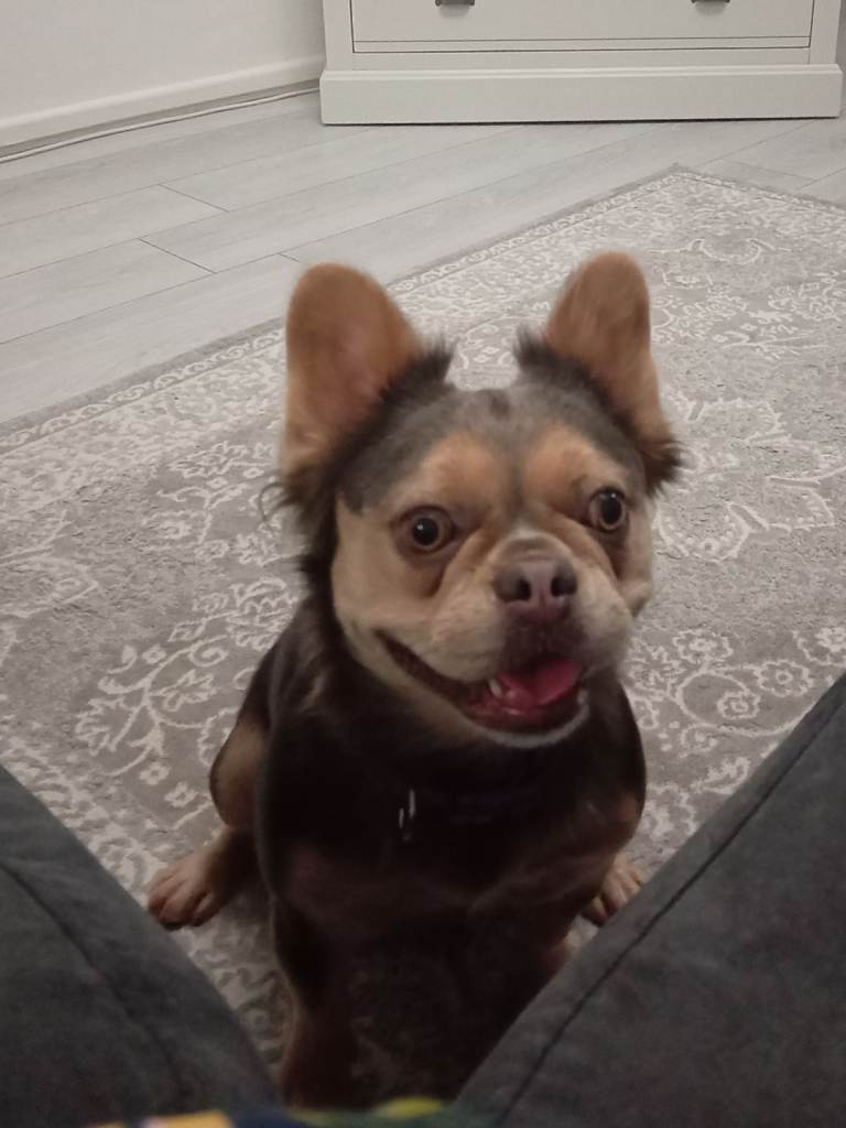 Pedigree Fluffy French Bulldog Girl