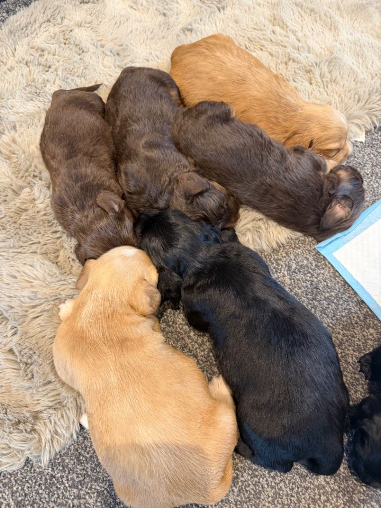 Beautiful Cocker Spaniel Puppies 