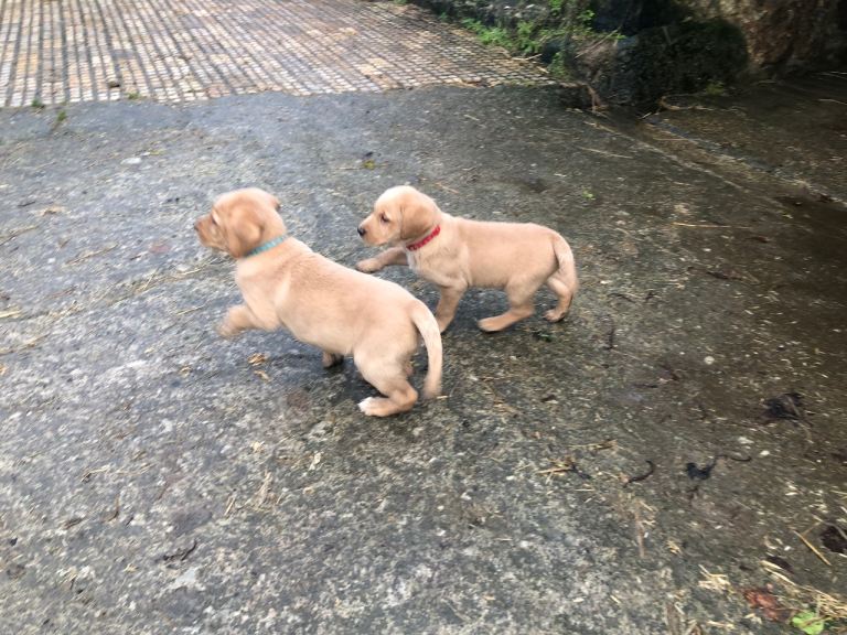 Kc registered Labrador puppies (2 boys left)