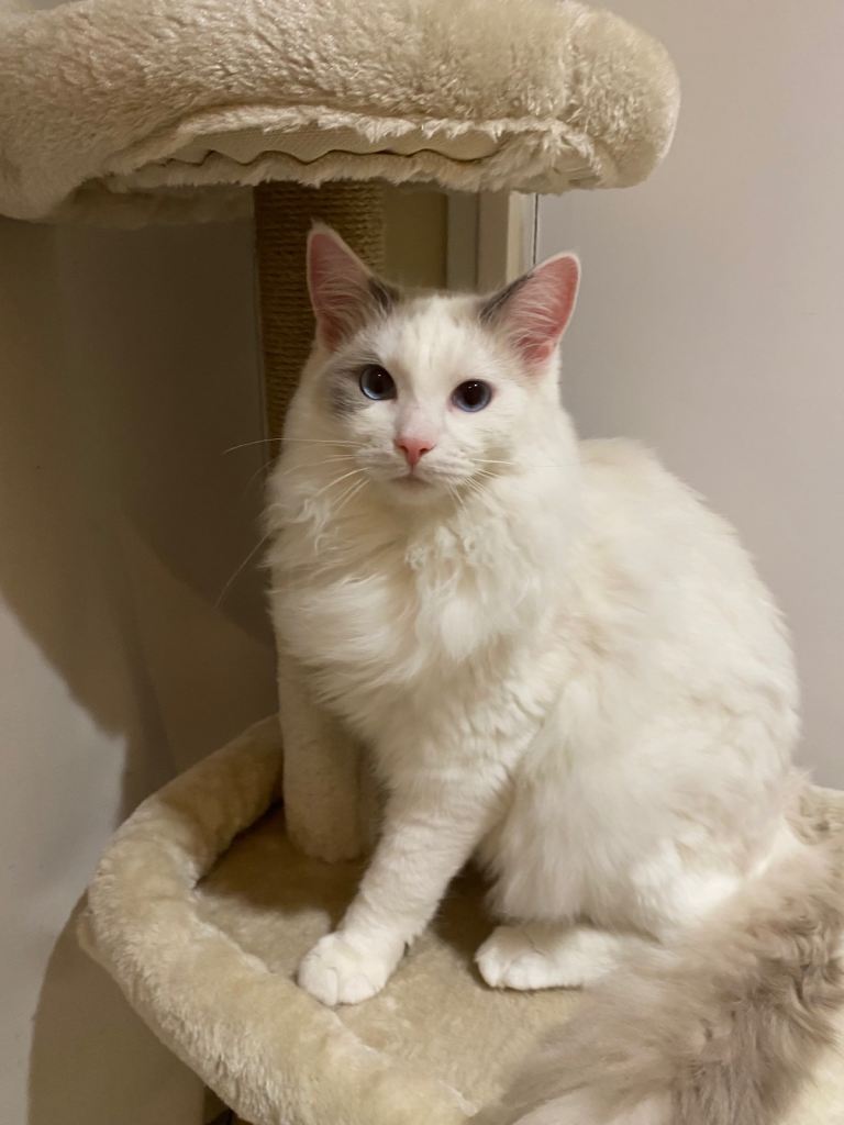 Stunning Ragdoll Male for Sale