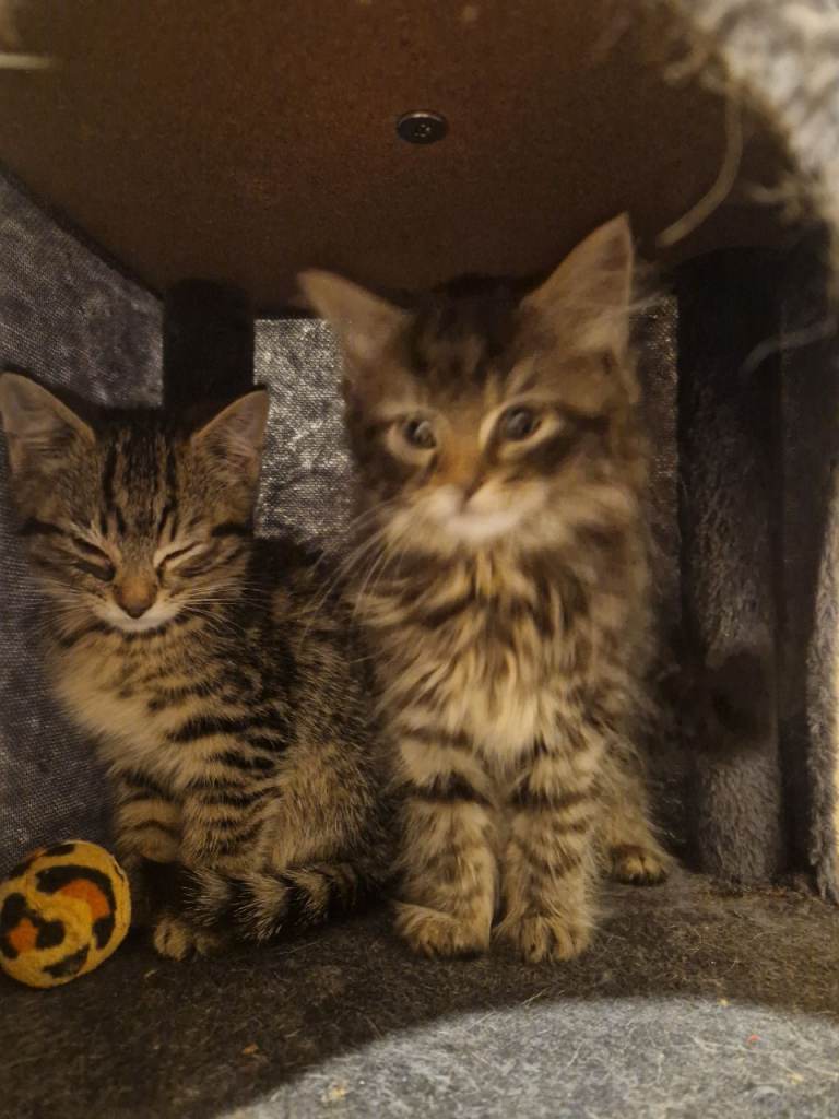  bangal cross tabby kittens 