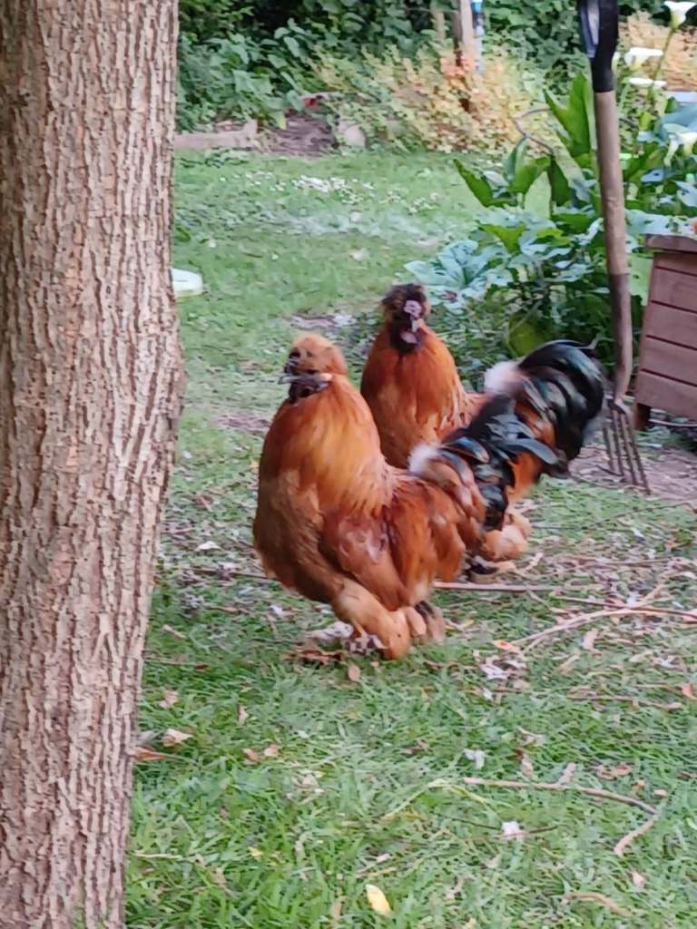 2 Silkie Cockerels Looking For New Flocks