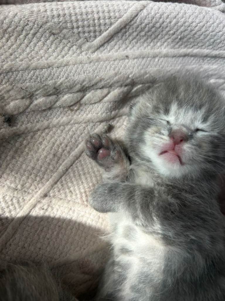 Mainecoon kittens FULL GREY COATS 