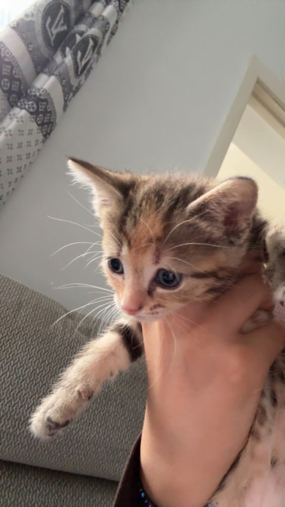 Cats for sale!