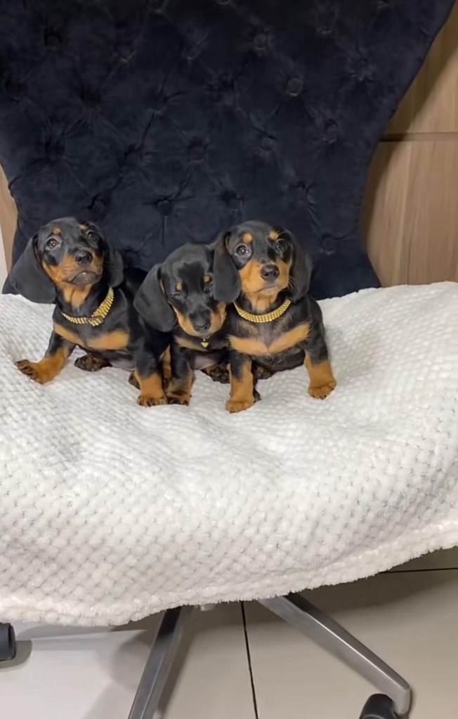 Miniature dachshund puppies