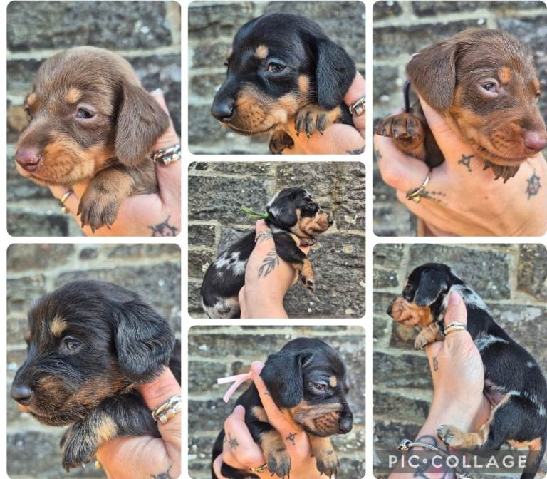 PRA CLEAR MINIATURE DACHSHUND PUPPIES