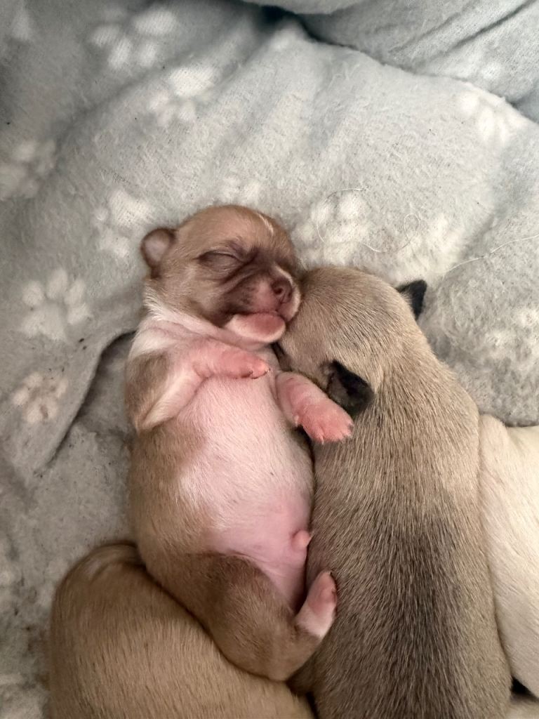 Beautiful Chihuahua Puppies Available to Reserve