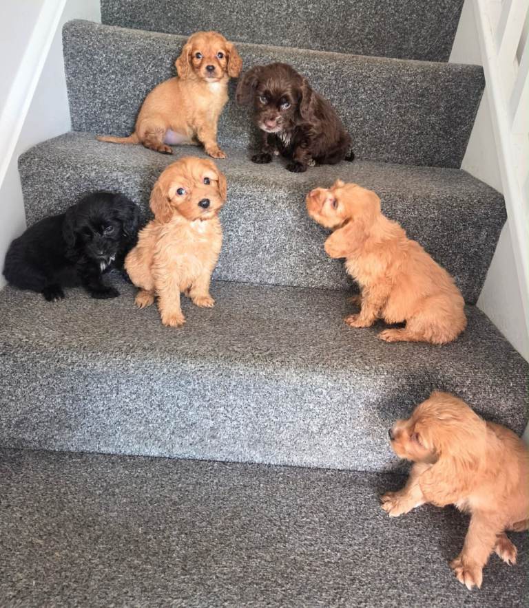 Beautiful Cockapoo puppies