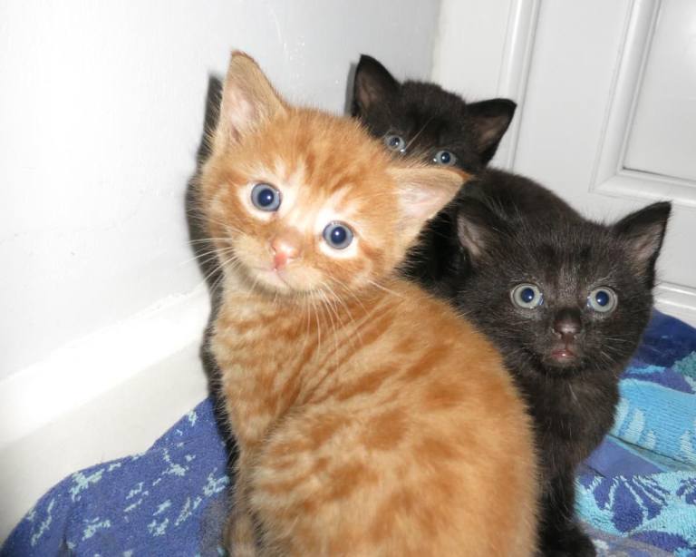 3 affectionate well handled kittens