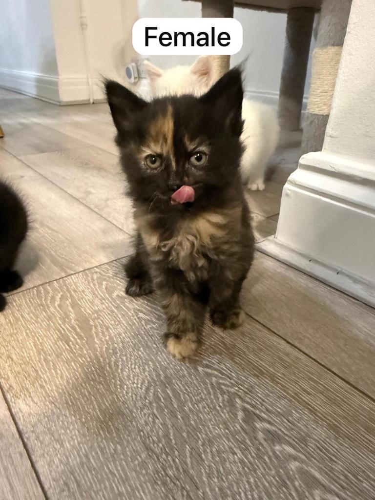 Miss cat 