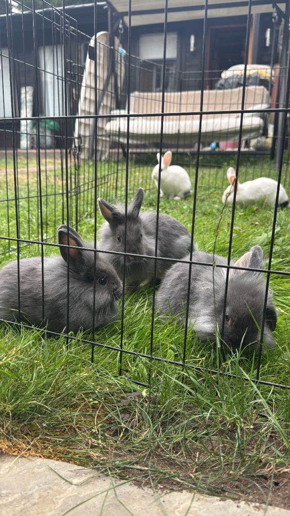 Lovely little baby bunnies