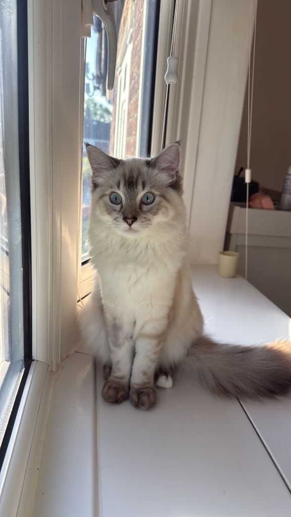 Ragdoll kitten for sale 