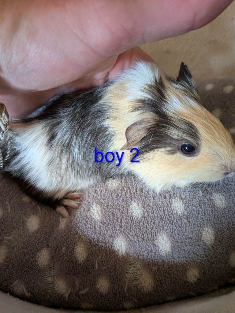 Baby boy guinea pigs