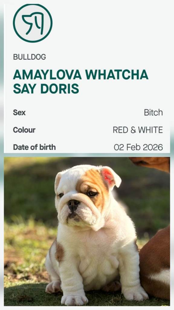 KC Reg Bulldog Bitch