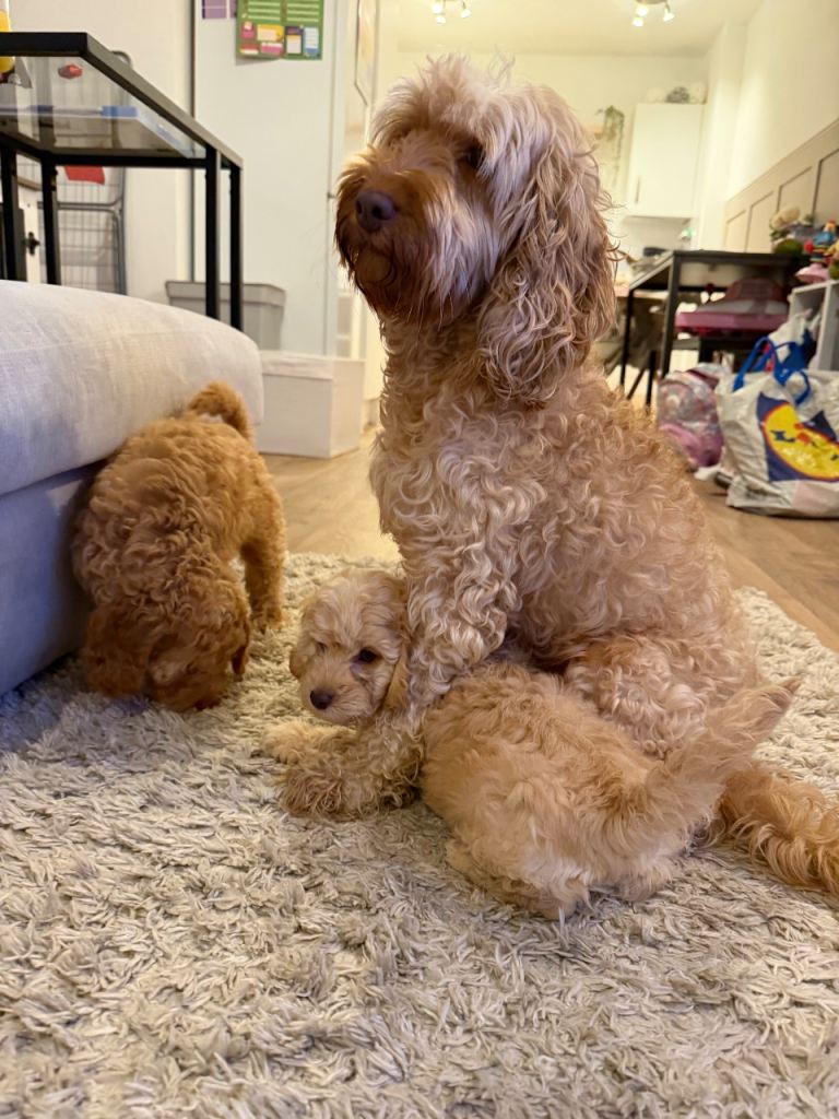 Beautiful f2 cockapoo puppies 