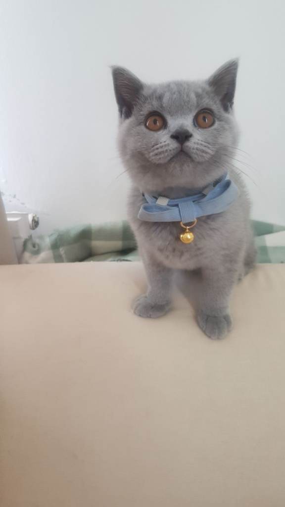 Short haired british