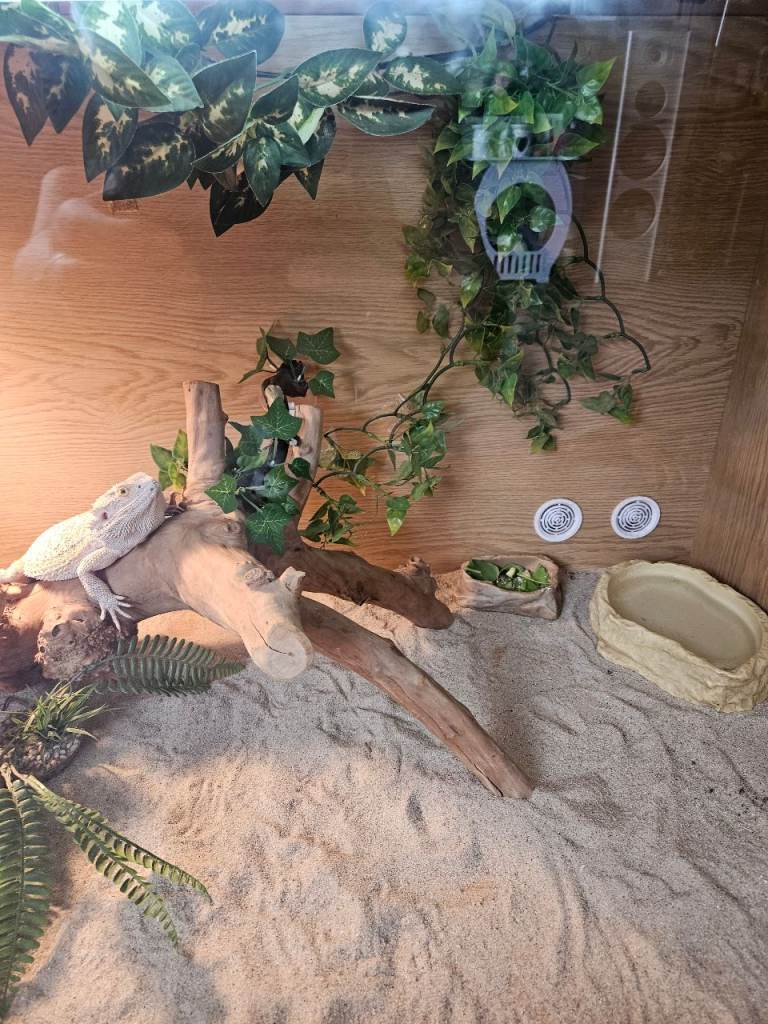 Bearded dragon with full setup for sale 