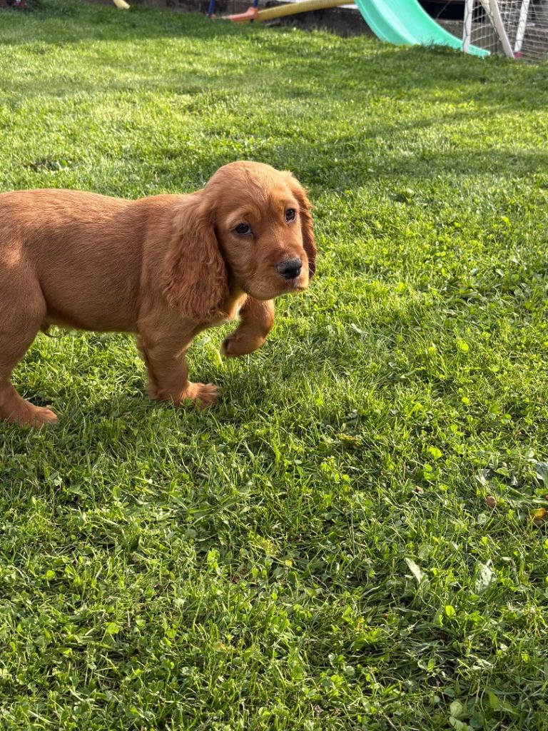 Gorgeous cocker spaniel pups 