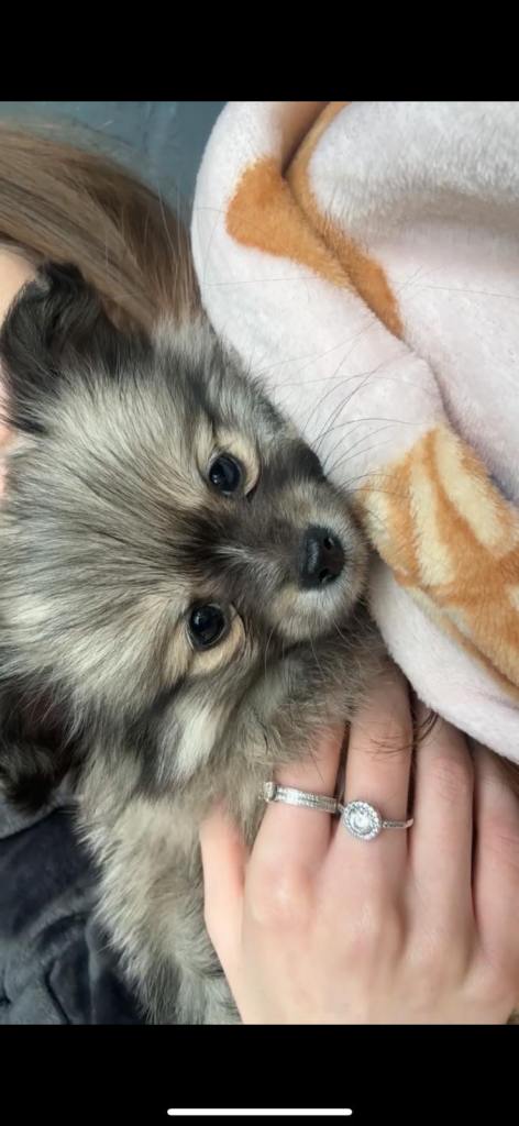 Pomeranian female 