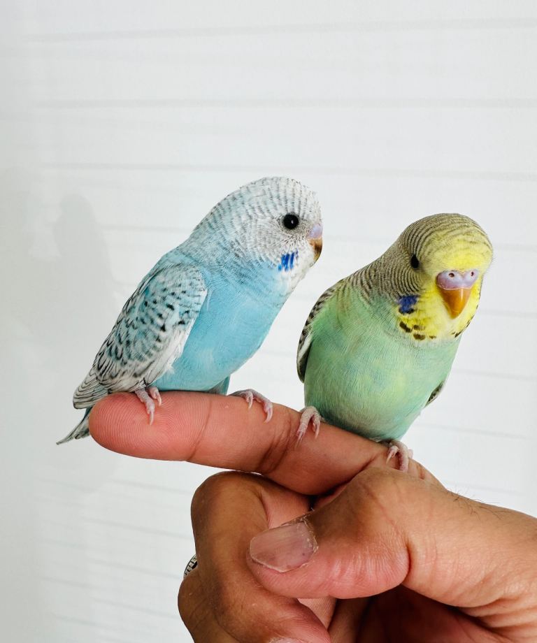 Sold- Hand tamed -Young baby budgies bird. 