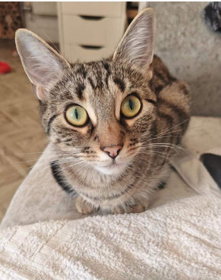 Bengal X - 2 years old 