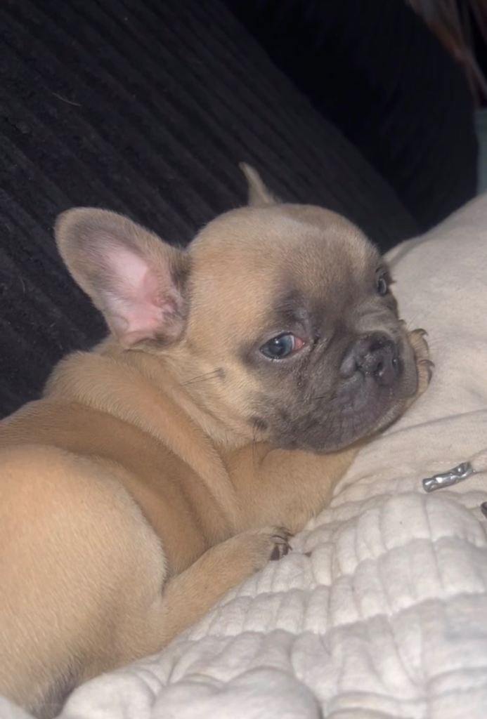 French bulldog puppy for sale ready to leave 