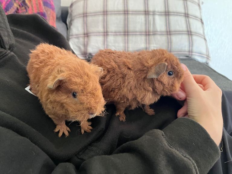 Baby guinea pigs 