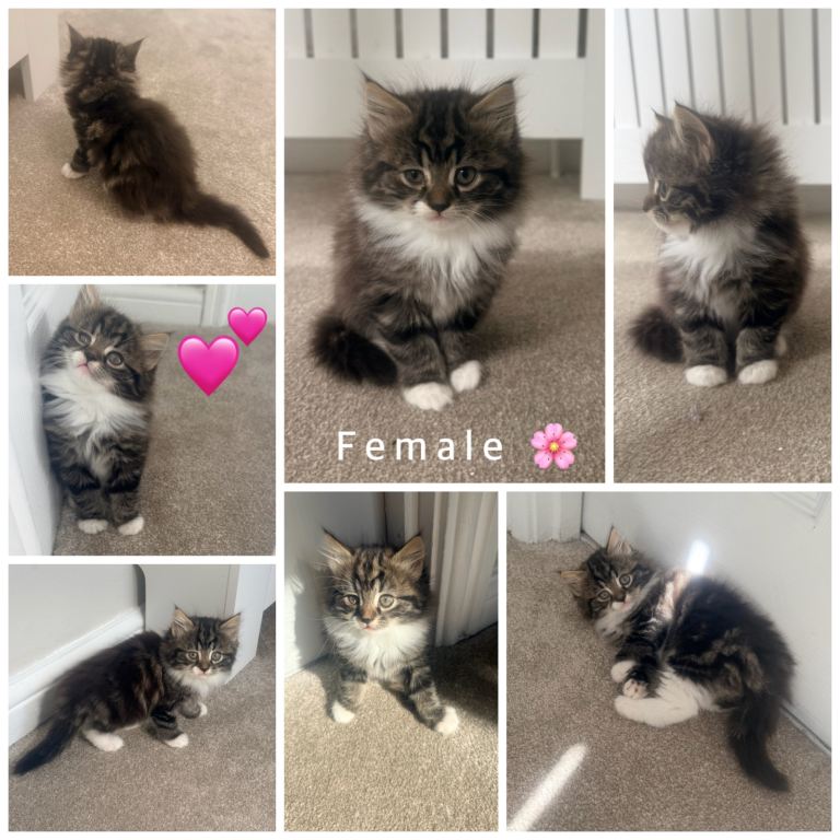 5 fluffy kittens 😻 1 female🩷 4 male💙 £150