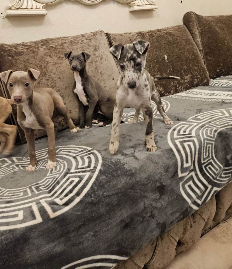 Beautiful dapple whipped puppy's 