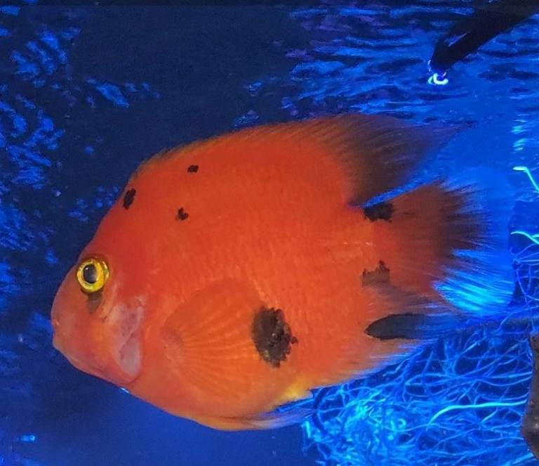 Tropical Fish